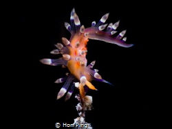 Pole dancer Flabellina, a tiny nudibranch captured by Oly... by Hon Ping 